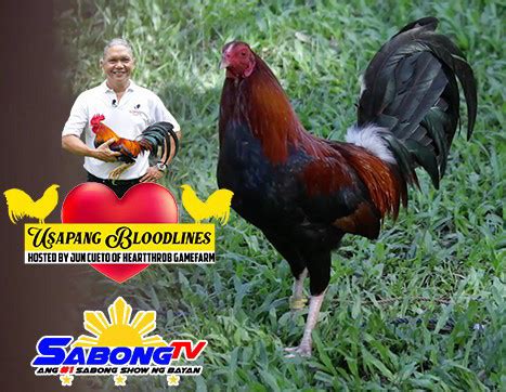 sabong tv usapang bloodline